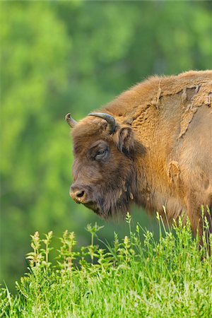 Close-up Portrait of European Bison (Bison bonasus), Hesse, Germany, Europe Stock Photo - Premium Royalty-Free, Code: 600-07608297