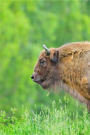 Close-up Portrait of European Bison (Bison bonasus), Hesse, Germany, Europe Stock Photo - Premium Royalty-Free, Code: 600-07608292