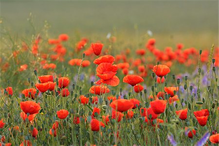 papaverales - Field with Red Poppies (Papaver rhoeas), Pfungstadt, Hesse, Germany, Europe Stock Photo - Premium Royalty-Free, Code: 600-07608305