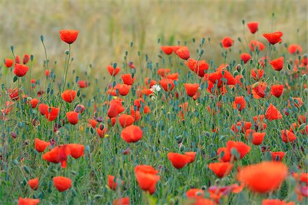 simsearch:600-07945192,k - Field with Red Poppies (Papaver rhoeas), Pfungstadt, Hesse, Germany, Europe Stock Photo - Premium Royalty-Free, Code: 600-07608303
