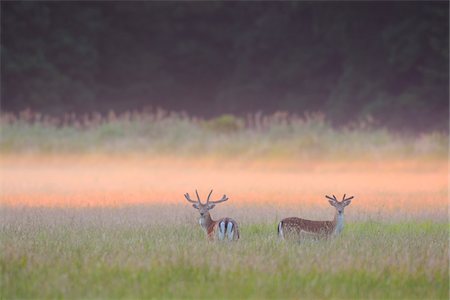 Fallow Deers (Cervus dama) in field in Summer, Hesse, Germany, Europe Photographie de stock - Premium Libres de Droits, Code: 600-07608312