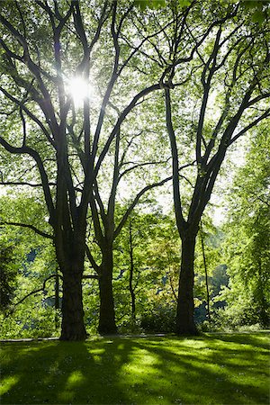 Trees in a park with sunlight in springtime, Germany Stock Photo - Premium Royalty-Free, Code: 600-07600007