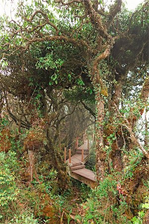 Mossy Forest, Gunung Brinchang, Cameron Highlands, Pahang, Malaysia Stock Photo - Premium Royalty-Free, Code: 600-07656480