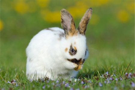 rabbit - Baby Rabbit cleaning Face in Flower Meadow in Spring, Bavaria, Germany Stock Photo - Premium Royalty-Free, Code: 600-07653908