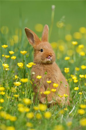 standing on hind legs - Baby Rabbit Standing on Hind Legs in Buttercup Meadow in Spring, Bavaria, Germany Stock Photo - Premium Royalty-Free, Code: 600-07653919