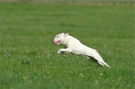 English Bull Terrier Running in Meadow, Bavaria, Germany Stock Photo - Premium Royalty-Free, Code: 600-07653913