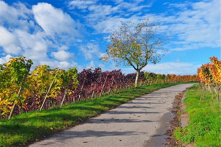 Road in Vineyard with Walnut Tree, Autumn, Centgrafenberg, Burgstadt, Untermain, Spessart, Franconia, Bavaria, Germany Stock Photo - Premium Royalty-Free, Code: 600-07674794