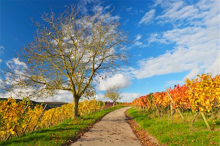 Road in Vineyard with Walnut Tree in Autumn, Centgrafenberg, Burgstadt, Untermain, Spessart, Franconia, Bavaria, Germany Stock Photo - Premium Royalty-Free, Code: 600-07674792