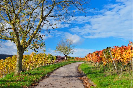 Road in Vineyard with Walnut Tree in Autumn, Centgrafenberg, Burgstadt, Untermain, Spessart, Franconia, Bavaria, Germany Photographie de stock - Premium Libres de Droits, Code: 600-07674793