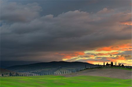 simsearch:700-07674836,k - Landscape with Row of Cypress Trees and Farmhouse, Castiglione d'Orcia, Val d'Orcia, Province of Siena, Tuscany, Italy Stock Photo - Premium Royalty-Free, Code: 600-07674820