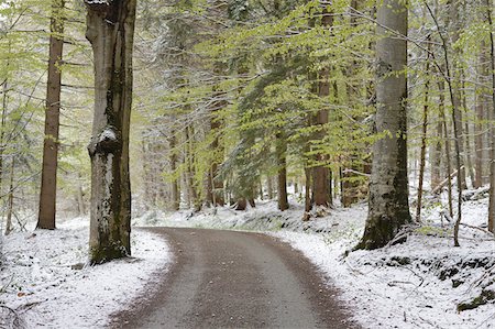 simsearch:600-07810455,k - Lanscape of Road through Forest in Spring, Bavarian Forest National Park, Bavaria, Germany Stock Photo - Premium Royalty-Free, Code: 600-07671992