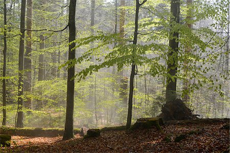 simsearch:600-07810455,k - Landscape with European Beech (Fagus sylvatica) Forest in Spring, Bavarian Forest National Park, Bavaria, Germany Stock Photo - Premium Royalty-Free, Code: 600-07672010