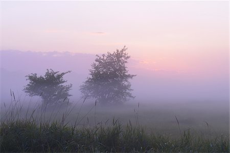 fog - Trees in field on misty mornig before sunrise, Nature Reserve Moenchbruch, Moerfelden-Walldorf, Hesse, Germany, Europe Photographie de stock - Premium Libres de Droits, Code: 600-07672128