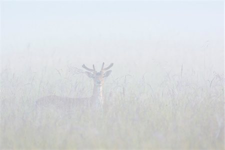 Fallow Deer (Cervus dama) standing in field on misty morning, Hesse, Germany, Europe Photographie de stock - Premium Libres de Droits, Code: 600-07672131