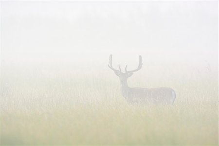 Fallow Deer (Cervus dama)  standing in field on misty morning, Hesse, Germany, Europe Photographie de stock - Premium Libres de Droits, Code: 600-07672140