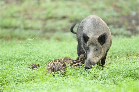 simsearch:700-00052822,k - Close-up of a Wild boar or wild pig (Sus scrofa) mother with her piglets in a swamp in early summer, Wildpark Alte Fasanerie Hanau, Hesse, Germany Stock Photo - Premium Royalty-Free, Code: 600-07672342