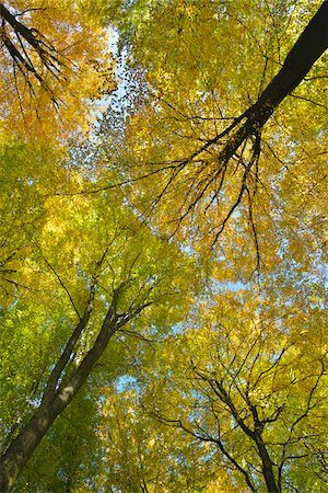 simsearch:600-06397426,k - Beech Trees in Autumn Forest, Spessart, Bavaria, Germany Foto de stock - Sin royalties Premium, Código: 600-07689537