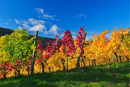 Vineyard in Autumn, Centgrafenberg, Burgstadt, Untermain, Spessart, Franconia, Bavaria, Germany Stock Photo - Premium Royalty-Free, Code: 600-07689544