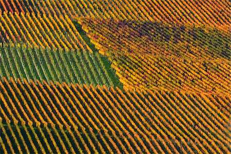 Aerial View of Vineyard in Autumn, Centgrafenberg, Burgstadt, Untermain, Spessart, Franconia, Bavaria, Germany Photographie de stock - Premium Libres de Droits, Code: 600-07689540
