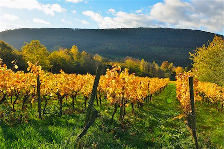 Vineyard in Autumn, Centgrafenberg, Burgstadt, Untermain, Spessart, Franconia, Bavaria, Germany Stock Photo - Premium Royalty-Free, Code: 600-07689541