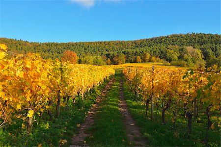 simsearch:600-07199389,k - Path through Vineyard in Autumn, Centgrafenberg, Burgstadt, Untermain, Spessart, Franconia, Bavaria, Germany Stock Photo - Premium Royalty-Free, Code: 600-07689542