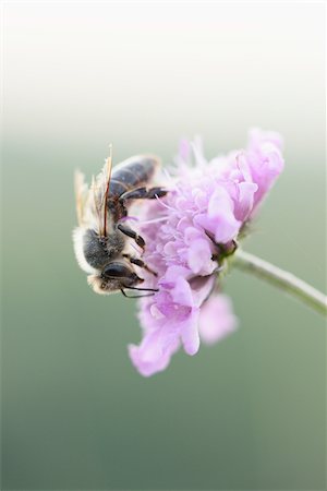 simsearch:700-08122187,k - Close-up of European Honeybee (Apis mellifera) on Flower in Summer, Upper Palatinate, Bavaria, Germany Stock Photo - Premium Royalty-Free, Code: 600-07691576