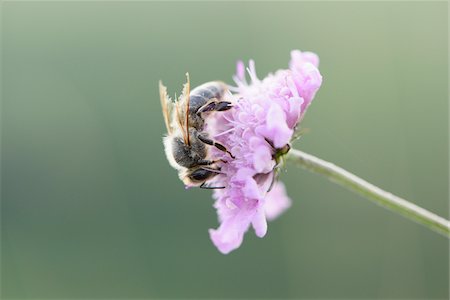 simsearch:700-08122187,k - Close-up of European Honeybee (Apis mellifera) on Flower in Summer, Upper Palatinate, Bavaria, Germany Stock Photo - Premium Royalty-Free, Code: 600-07691577
