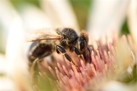 simsearch:841-06345488,k - Close-up of European Honeybee (Apis mellifera) on Flower in Summer, Upper Palatinate, Bavaria, Germany Photographie de stock - Premium Libres de Droits, Code: 600-07691578