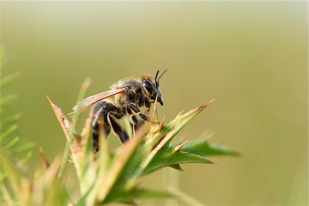simsearch:700-08122187,k - Close-up of European Honeybee (Apis mellifera) in Summer, Upper Palatinate, Bavaria, Germany Stock Photo - Premium Royalty-Free, Code: 600-07691579