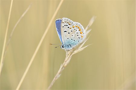 simsearch:700-08122187,k - Close-up of a Common Blue butterfly (Polyommatus icarus) sitting on weed in summer, Upper Palatinate, Bavaria, Germany Stock Photo - Premium Royalty-Free, Code: 600-07691607