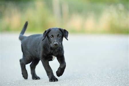 puppy and outside - Mixed Black Labrador Retriever on a street in summer, Upper Palatinate, Bavaria, Germany Stock Photo - Premium Royalty-Free, Code: 600-07691603