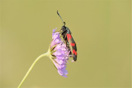 simsearch:700-08122187,k - Close-up of a Six-spot Burnet moth (Zygaena filipendulae) sitting on a flower in summer, Upper Palatinate, Bavaria, Germany Stock Photo - Premium Royalty-Free, Code: 600-07691610
