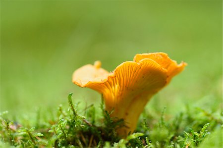 simsearch:600-06486334,k - Golden chanterelle (Cantharellus cibarius) growing out of the moss in autumn, Upper Palatinate, Bavaria, Germany Stock Photo - Premium Royalty-Free, Code: 600-07707604
