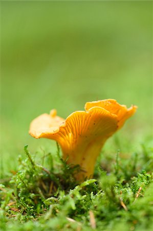 simsearch:600-06486334,k - Golden chanterelle (Cantharellus cibarius) growing out of the moss in autumn, Upper Palatinate, Bavaria, Germany Stock Photo - Premium Royalty-Free, Code: 600-07707605