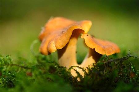 simsearch:600-06486334,k - Golden chanterelle (Cantharellus cibarius) growing out of the moss in autumn, Upper Palatinate, Bavaria, Germany Stock Photo - Premium Royalty-Free, Code: 600-07707601