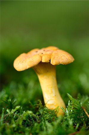 simsearch:600-06486334,k - Golden chanterelle (Cantharellus cibarius) growing out of the moss in autumn, Upper Palatinate, Bavaria, Germany Stock Photo - Premium Royalty-Free, Code: 600-07707603