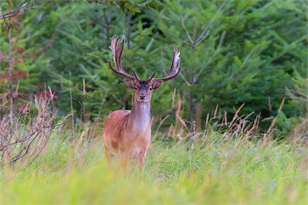 Portrait of fallow Deer (Cervus dama) in Summer, Spessart, Bavaria, Germany, Europe Photographie de stock - Premium Libres de Droits, Code: 600-07707622
