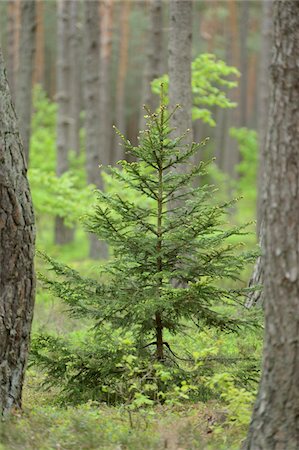 pinus - Norway Spruce (Picea abies) Tree in Scots Pine (Pinus sylvestris) Forest in Spring, Upper Palatinate, Bavaria, Germany Stock Photo - Premium Royalty-Free, Code: 600-07708349