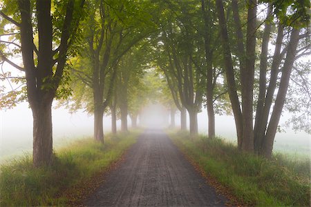 Chestnut Tree-lined Avenue on Misty Morning, Moenchbruch Nature Reserve, Moerfelden-Walldorf, Hesse, Germany Stock Photo - Premium Royalty-Free, Code: 600-07708359