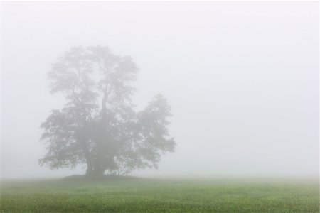 Black Alder Tree in Morning Mist, Moenchbruch Nature Reserve, Moerfelden-Walldorf, Hesse, Germany Stock Photo - Premium Royalty-Free, Code: 600-07708360