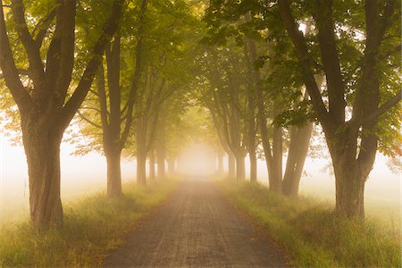 Chestnut Tree-lined Avenue on Misty Morning at Sunrise, Moenchbruch Nature Reserve, Moerfelden-Walldorf, Hesse, Germany Stock Photo - Premium Royalty-Free, Code: 600-07708363