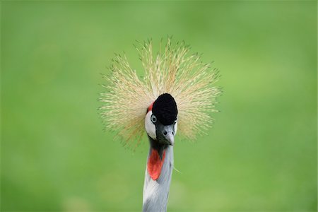Close-up of Black Crowned Crane (Balearica pavonina) Standing in Meadow in Summer, Bavaria, Germany Stock Photo - Premium Royalty-Free, Code: 600-07708392