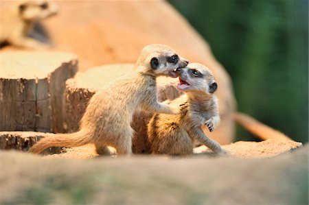 standing on hind legs - Close-up of meerkat or suricate (Suricata suricatta) youngsters in summer, Bavaria, Germany Stock Photo - Premium Royalty-Free, Code: 600-07734325