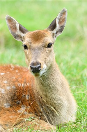 simsearch:600-07760219,k - Portrait of a sika deer (Cervus nippon) lying on a meadow in summer, Bavaria, Germany Stock Photo - Premium Royalty-Free, Code: 600-07734338