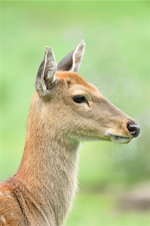 Portrait of a sika deer (Cervus nippon) lying on a meadow in summer, Bavaria, Germany Stock Photo - Premium Royalty-Free, Code: 600-07734339