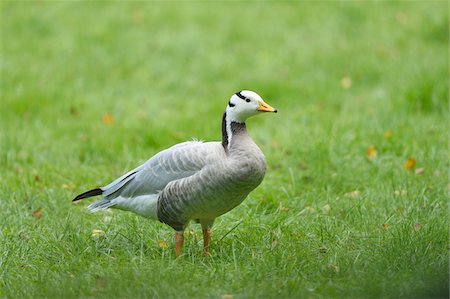 Close-up of a bar-headed goose (Anser indicus) standing on a meadow in summer, Bavaria, Germany Stock Photo - Premium Royalty-Free, Code: 600-07734342