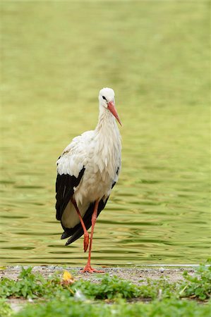 Close-up of a white stork (Ciconia ciconia) standing next to a little lake in summer, Bavaria, Germany Stock Photo - Premium Royalty-Free, Code: 600-07734343