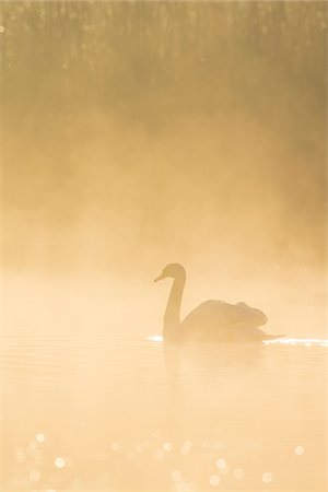 silhouettes birds - Mute Swan (Cygnus olor) on Misty Lake, Saxony, Germany Stock Photo - Premium Royalty-Free, Code: 600-07745093