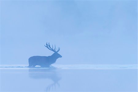 Red Deer Hart (Cervus elaphus) Crossing Misty Lake, Saxony, Germany Photographie de stock - Premium Libres de Droits, Code: 600-07745104