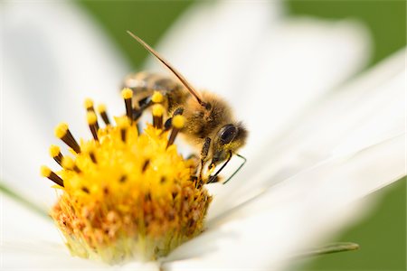 simsearch:841-06345488,k - Close-up of European Honey Bee (Apis mellifera) on Garden Cosmos (Cosmos bipinnatus) Blossom, Upper Palatinate, Bavaria, Germany Photographie de stock - Premium Libres de Droits, Code: 600-07767310